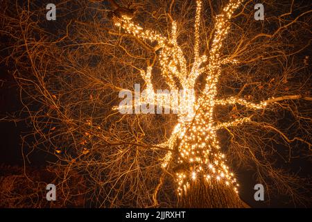 Baumwipfel hell erleuchtet von Weihnachtslichtern Stockfoto