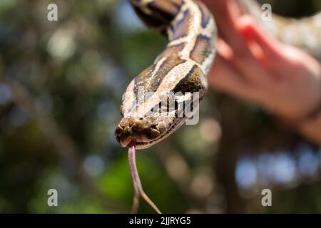 Eine Nahaufnahme eines burmesischen Pythons, der seine Zunge in einer menschlichen Hand flippt Stockfoto