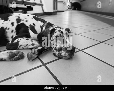 London, Greater London, England, Juni 30 2022: Ein Hund, der auf einem Bahnsteig in einer U-Bahnstation liegt. Stockfoto