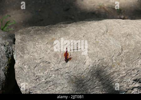 Eine Nahaufnahme einer roten Libelle auf dem Felsen Stockfoto
