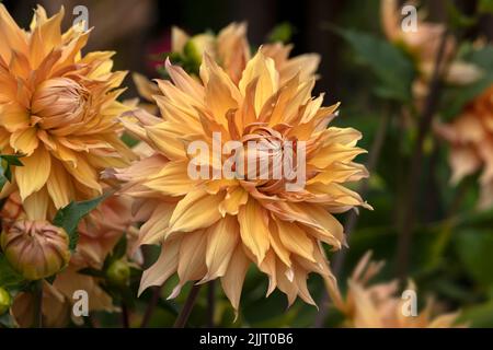 Nahaufnahme einer Blume von Dahlia 'Hamari Gold' in einem Garten im Sommer Stockfoto