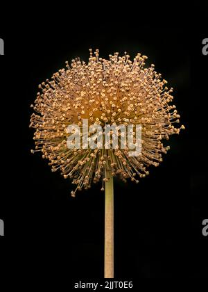 Nahaufnahme eines sonnenbeschienenen, einzelnen Saatkopfes aus riesiger Zwiebel (Allium giganteum), isoliert vor dunklem Hintergrund Stockfoto