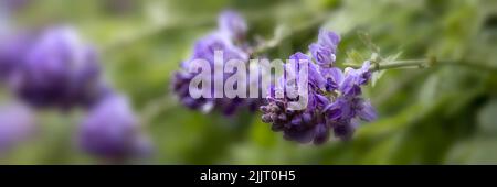 Panorama der Blumen von Wisteria frutescens 'Longwood Purple' in einem Garten im Sommer Stockfoto