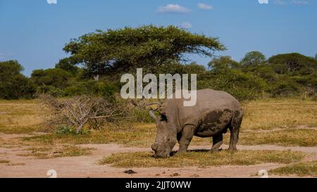 White Rhino während einer Safari-Wildfahrt im Kruger Nationalpark Südafrika. White Rhino im Kruger Nationalpark, Mpumalanga, Südafrika Stockfoto