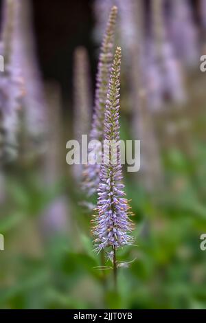 Nahaufnahme der Blütenspitze von Veronicastrum virginicum 'Faszination' im Sommer in einem Garten Stockfoto