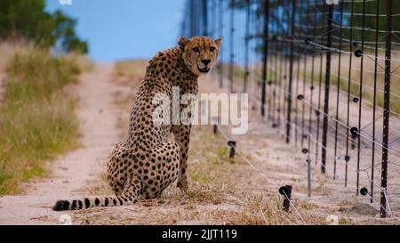 Geparden wildes Tier im Krüger National Park Südafrika, Geparden auf der Jagd während des Sonnenuntergangs. Cheeta hinter einem Zaun eines privaten Wildreservats in Südafrika Stockfoto