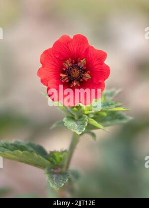 Nahaufnahme einer einzigen Blüte von Potentilla 'Gibson's Scarlet' in einem Garten vor einem blassen Hintergrund Stockfoto
