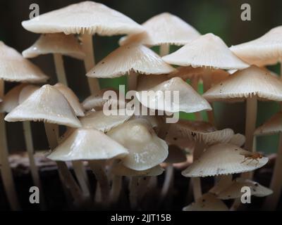 Eine Vollbildaufnahme von winzigen weißen Pilzen Stockfoto