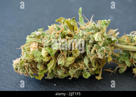 Nahaufnahme der weiblichen Cannabisblüte über Schiefer. Stockfoto