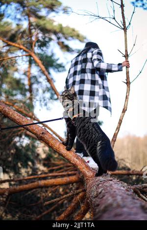 Eine vertikale Aufnahme einer Katze, die mit ihrem Besitzer im Wald spazieren geht Stockfoto