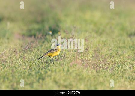 Eine selektive Fokusaufnahme eines westgelben Bachstelzvogels, der auf einem Gras auf dem Feld thront Stockfoto