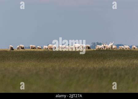 Eine szenische Aufnahme von ungarisch-grauem Vieh auf einer Haltung auf der Wiese Stockfoto