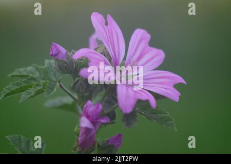 Eine Nahaufnahme der blühenden purpurnen Malva sylvestris-Blume, isoliert im grünen Naturhintergrund Stockfoto