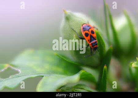 Eine Nahaufnahme von Pyrrhocoris apterus auf Blütenknospen, isoliert vor verschwommenem Hintergrund Stockfoto