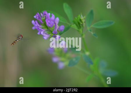 Eine Nahaufnahme einer Schwebfliege in der Nähe einer blühenden purpurnen Alfalfa-Blume Stockfoto