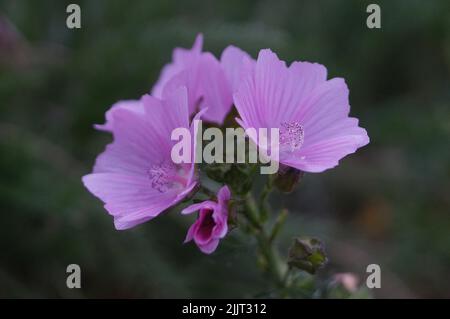 Eine selektive Fokusaufnahme von malva moschata (Moschusmalve) Stockfoto