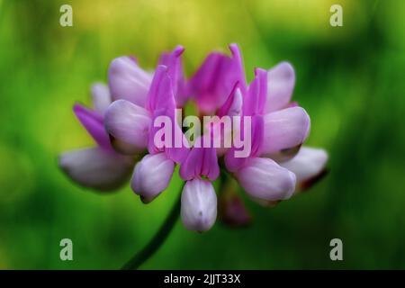 Eine selektive Fokusaufnahme von Kronenvetch (securigera varia) im Garten Stockfoto