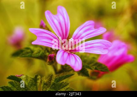 Eine selektive Fokusaufnahme von rosa malva moschata (Moschus-Malve) im Garten Stockfoto