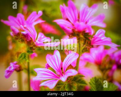 Eine selektive Fokusaufnahme von rosa malva-Moschata-Blüten im Garten Stockfoto