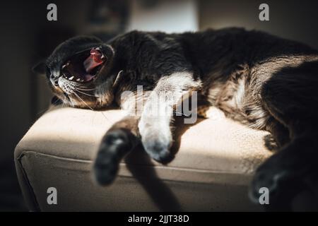 Eine Nahaufnahme der russischen Blauen Katze, die unter Sonnenlicht auf der Couch liegt und gähnt. Stockfoto