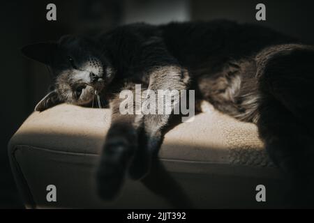 Eine Nahaufnahme der russischen Blauen Katze, die unter Sonnenlicht auf der Couch liegt. Stockfoto