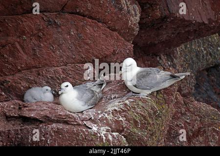 Nördliche Fulmars mit einem Küken auf den Sandsteinfelsen auf Skokholm Island Wales Stockfoto