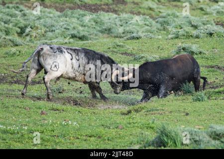 Zwei spanische Bullen kämpfen auf grüner Wiese. Spanischer Bulle (Toros bravos), berühmt durch traditionelle spanische Stierkämpfe Stockfoto