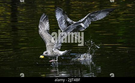 Jungtiere Europäische Herringmöwe Larus argentatus kämpft auf einem städtischen Teich während des Fluges um Nahrung - Brighton UK Foto aufgenommen von Simon Dack Stockfoto