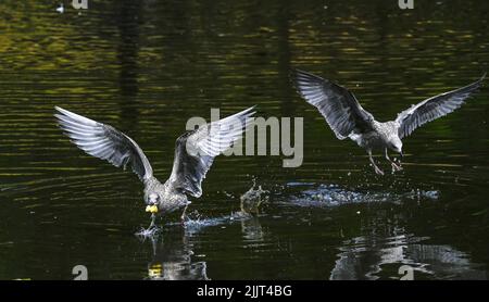 Jungtiere Europäische Herringmöwe Larus argentatus kämpft auf einem städtischen Teich während des Fluges um Nahrung - Brighton UK Foto aufgenommen von Simon Dack Stockfoto