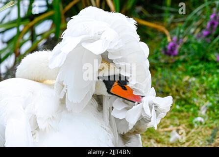 Erwachsene stupser Schwan Cygnus färbt seine Federn am städtischen Teich - Brighton UK Foto aufgenommen von Simon Dack Stockfoto