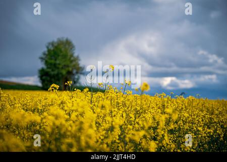Eine Nahaufnahme eines gelben Rapsfeldes im Hintergrund eines einzelnen Baumes Stockfoto