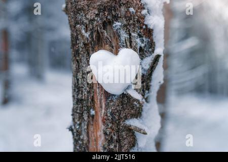 Eine Nahaufnahme eines verschneiten Herzsymbols auf einem Baumstamm auf einem unscharfen Hintergrund Stockfoto