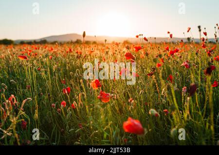 Eine schöne Aussicht auf ein mit Tulpen bedecktes Feld im Sonnenuntergang Stockfoto
