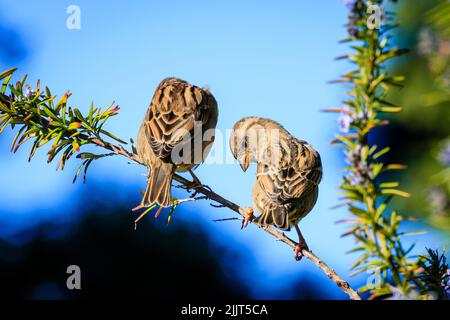 Eine Nahaufnahme von zwei niedlichen Sperlingen, die bei Tageslicht auf einem Ast sitzen Stockfoto