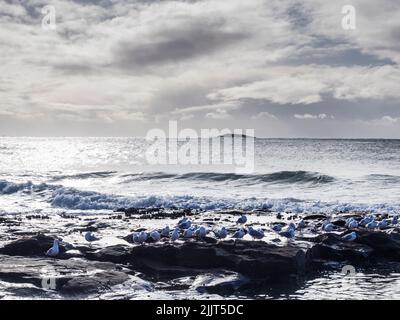 Silbermöwen (Chroicocephalus novaehollandiae) auf einem Felsen vor North Beach. Port Kembla Stockfoto