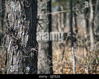 Eine Nahaufnahme der Rinde des Honigheuschreckenbaums mit Dornen im Overland Park Arboretum, USA Stockfoto