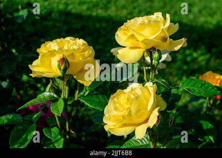 Nahaufnahme von drei großen und zarten, leuchtend gelb-orangen Rosen in voller Blüte in einem Sommergarten, bei direkter Sonneneinstrahlung, mit verschwommenen grünen Blättern in der Stockfoto