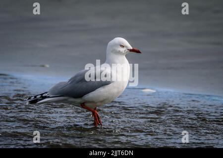 Eine entzückende Rotschnabelmöwe im blauen flachen See Stockfoto