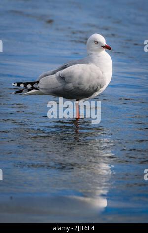 Eine entzückende Rotschnabelmöwe im blauen flachen See Stockfoto