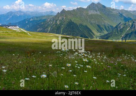 Viele weisse Margeriten auf einer Alpwiese auf dem Schafberg von Gargellen, Montafon. Wunderschöne Blumenvielfalt im Sommer, mit Aussicht auf die Berg Stockfoto