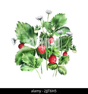 Komposition aus Erdbeeren mit Blumen und reifen Beeren. Ein heller Erdbeerstrauch. Handgezeichnete Aquarellillustration für Postkarten, Design, Einladung Stockfoto