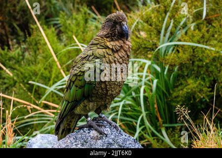 Eine Nahaufnahme eines wunderschönen grünen und braunen Kea-Papagei, umgeben von üppigem Grün in Neuseeland Stockfoto