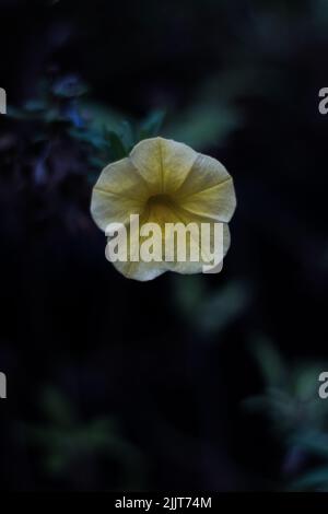 Eine Nahaufnahme einer gelben und weißen Petunia, die im Frühjahr im Garten gewachsen ist Stockfoto