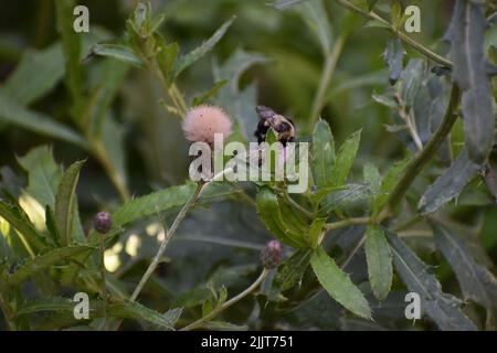 Nahaufnahme Fotografie eine Biene in Aktion festhalten. Stockfoto