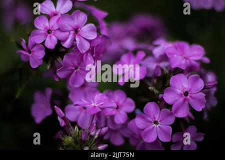 Eine Nahaufnahme der im Frühjahr im Garten gewachsenen Purpurmoos-Phlox Stockfoto