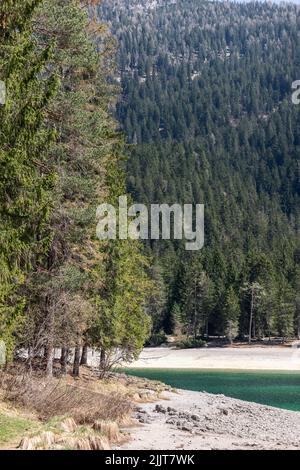 Die vertikale Aufnahme des jahrhundertealten Fichtenwaldes an den Hängen der Brenta-Dolomiten führt zum smaragdgrünen Wasser des Tovel-Sees, Ville d'Anaunia Stockfoto