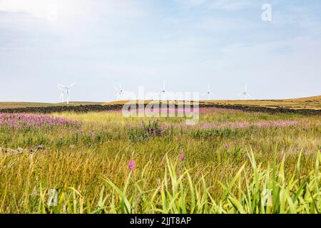 Erneuerbare Stromerzeugung durch Windkraftanlagen auf Scout Moor in Lancashire Manchester, zwischen Rochdale und Edenfield, England, Großbritannien Stockfoto