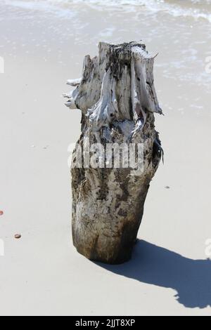Eine vertikale Aufnahme von Überresten des alten Zypressen-Tresses und der Vegetation am Strand in Cape San Blas Stockfoto