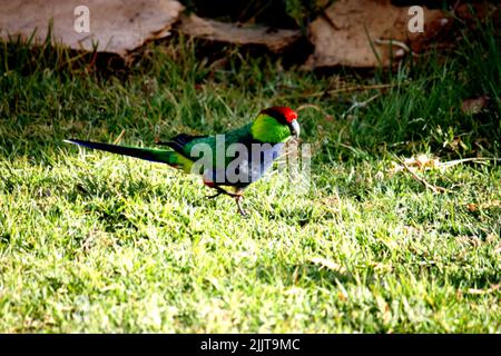 Eine Nahaufnahme eines Papageien mit roter Kappe, der auf dem Gras läuft Stockfoto