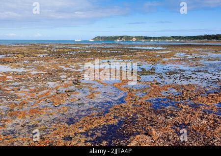 Ebbe am Dodds Creek Beach - Flinders, Victoria, Australien Stockfoto